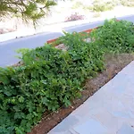 Ioli Alopronia